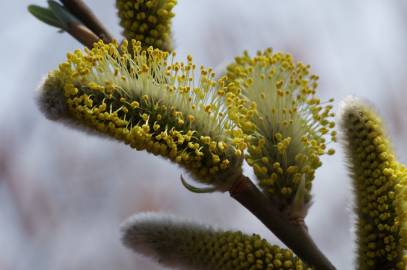 Fotografia da espécie Salix caprea