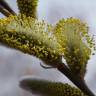 Fotografia 8 da espécie Salix caprea do Jardim Botânico UTAD