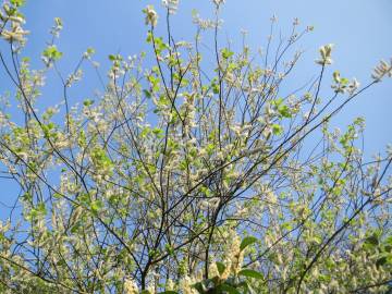 Fotografia da espécie Salix caprea