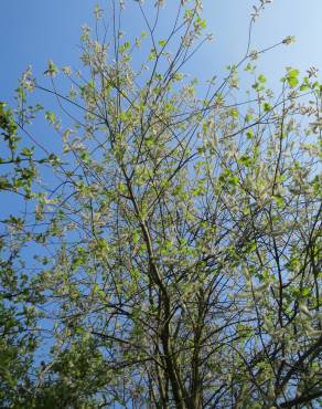Fotografia 10 da espécie Salix caprea no Jardim Botânico UTAD