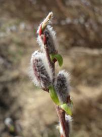 Fotografia da espécie Salix purpurea