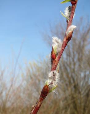 Fotografia 3 da espécie Salix purpurea no Jardim Botânico UTAD