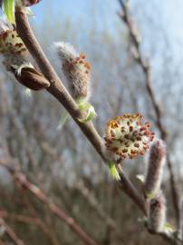 Fotografia da espécie Salix purpurea