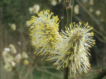 Fotografia da espécie Salix caprea