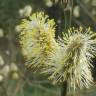 Fotografia 11 da espécie Salix caprea do Jardim Botânico UTAD