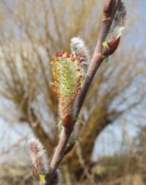 Fotografia 5 da espécie Salix purpurea no Jardim Botânico UTAD