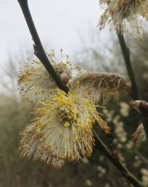 Fotografia 12 da espécie Salix caprea no Jardim Botânico UTAD