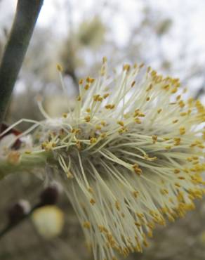 Fotografia 13 da espécie Salix caprea no Jardim Botânico UTAD