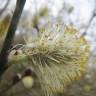 Fotografia 13 da espécie Salix caprea do Jardim Botânico UTAD