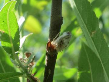 Fotografia da espécie Salix purpurea