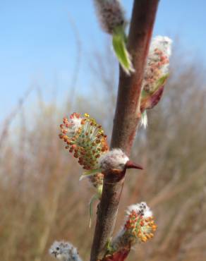 Fotografia 8 da espécie Salix purpurea no Jardim Botânico UTAD