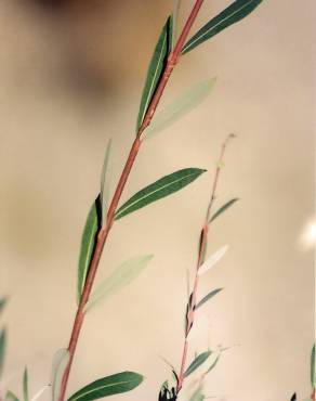 Fotografia 9 da espécie Salix purpurea no Jardim Botânico UTAD