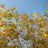 Fotografia 10 da espécie Salix purpurea do Jardim Botânico UTAD