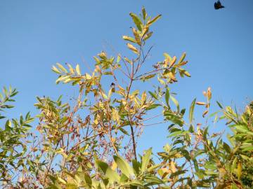 Fotografia da espécie Salix purpurea