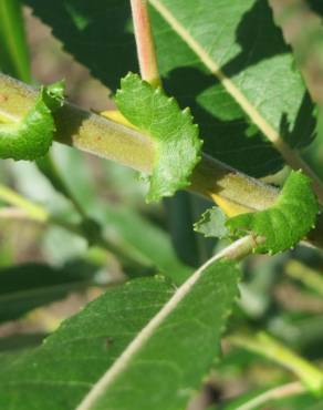 Fotografia 13 da espécie Salix purpurea no Jardim Botânico UTAD