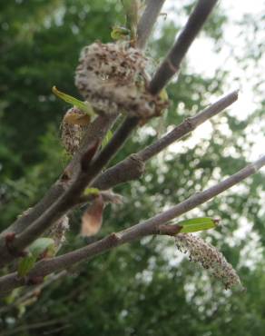 Fotografia 15 da espécie Salix purpurea no Jardim Botânico UTAD