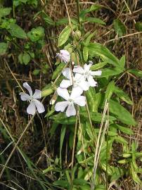 Fotografia da espécie Saponaria officinalis