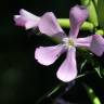 Fotografia 5 da espécie Saponaria officinalis do Jardim Botânico UTAD