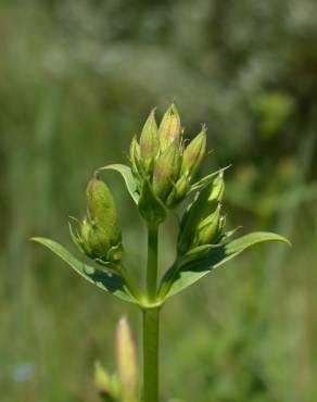 Fotografia 6 da espécie Saponaria officinalis no Jardim Botânico UTAD