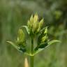 Fotografia 6 da espécie Saponaria officinalis do Jardim Botânico UTAD