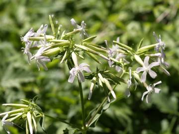 Fotografia da espécie Saponaria officinalis