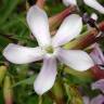 Fotografia 11 da espécie Saponaria officinalis do Jardim Botânico UTAD