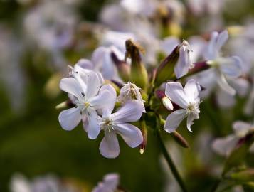 Fotografia da espécie Saponaria officinalis