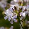 Fotografia 12 da espécie Saponaria officinalis do Jardim Botânico UTAD