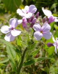 Saponaria officinalis