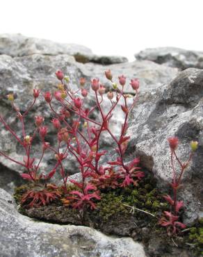 Fotografia 1 da espécie Saxifraga tridactylites no Jardim Botânico UTAD