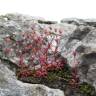 Fotografia 1 da espécie Saxifraga tridactylites do Jardim Botânico UTAD