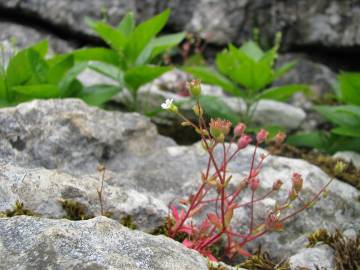 Fotografia da espécie Saxifraga tridactylites