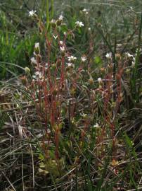 Fotografia da espécie Saxifraga tridactylites