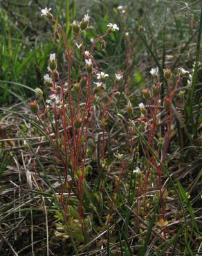 Fotografia 3 da espécie Saxifraga tridactylites no Jardim Botânico UTAD