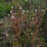 Fotografia 3 da espécie Saxifraga tridactylites do Jardim Botânico UTAD