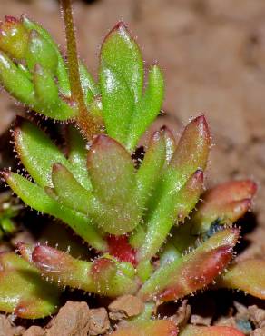 Fotografia 6 da espécie Saxifraga tridactylites no Jardim Botânico UTAD