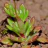 Fotografia 6 da espécie Saxifraga tridactylites do Jardim Botânico UTAD