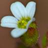 Fotografia 7 da espécie Saxifraga tridactylites do Jardim Botânico UTAD