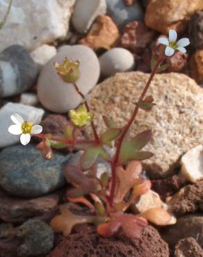 Fotografia 8 da espécie Saxifraga tridactylites no Jardim Botânico UTAD