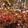 Fotografia 9 da espécie Saxifraga tridactylites do Jardim Botânico UTAD