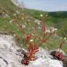 Fotografia 11 da espécie Saxifraga tridactylites do Jardim Botânico UTAD