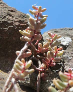 Fotografia 7 da espécie Sedum album no Jardim Botânico UTAD