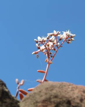 Fotografia 8 da espécie Sedum album no Jardim Botânico UTAD