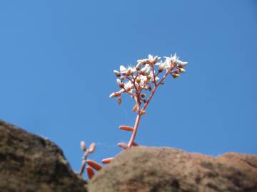 Fotografia da espécie Sedum album