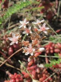 Fotografia da espécie Sedum album