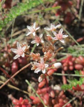 Fotografia 11 da espécie Sedum album no Jardim Botânico UTAD