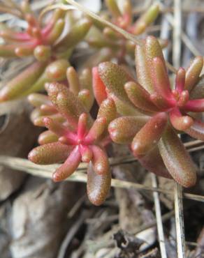 Fotografia 12 da espécie Sedum album no Jardim Botânico UTAD