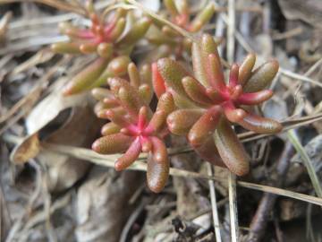 Fotografia da espécie Sedum album