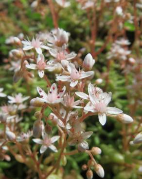 Fotografia 13 da espécie Sedum album no Jardim Botânico UTAD