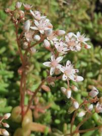 Fotografia da espécie Sedum album